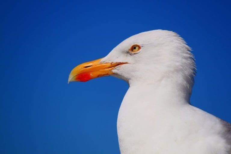 What Happens If You Find a Seagull Nest During a Commercial HVACR Installation?